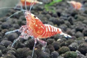 Caridina logemanni -  Rote Pinto Bee Garnele 10Stk.