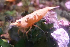Neocaridina sp. Orange Sunkissed - Garnele-Orange 10Stück