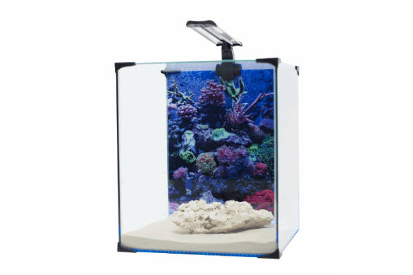 IceCap 10 Gallon Cube AIO Rimless Glass Aquarium — Reef Supplies, 10 ...