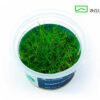 Eleocharis parvula