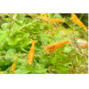 Neocaridina sp. Orange - Garnele-Orange 10 Stück – Bild 2