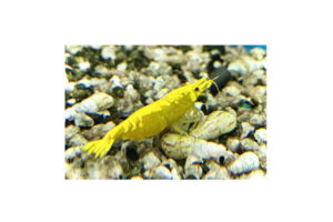 Neocaridina sp. Yellow Neon Line - Garnele gelb 10Stk.