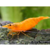 Neocaridina sp. Orange - Garnele-Orange 10 Stück