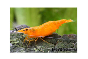Neocaridina sp. Orange - Garnele-Orange