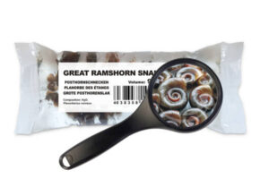 Posthornschnecken (Planorbarius corneus) 90 ml