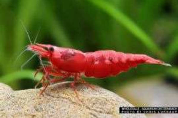 Neocaridina sp. - Garnele Red Sakura 10 Stk.