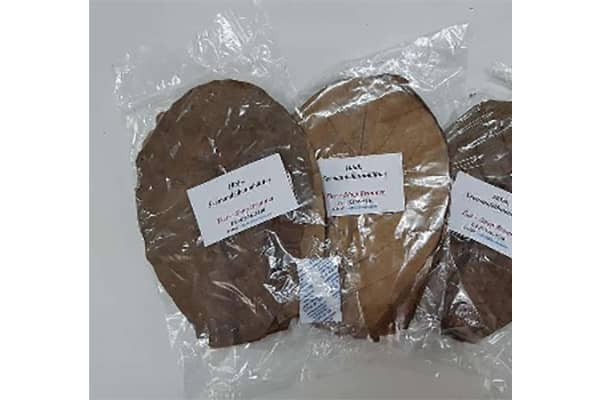 Seemandelbaumblätter