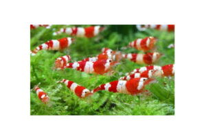 Caridina sp. "Crystal Red" K2-K4 - Crystal Red Garnele - Zwerggarnele  10 Stück
